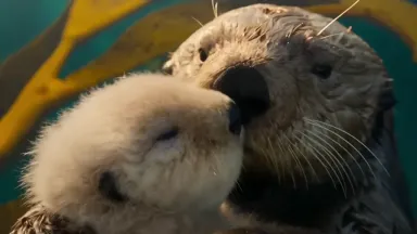 Sea Otter Nature Documentary with Narration